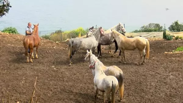 Büyükada'da İSPARK ahırlarındaki atların özgür bırakılması için eylem yapıldı Büyükada'da İSPARK ahırlarındaki atların özgür bırakılması için eylem yapıldı