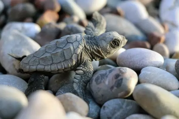 ANTALYA CARETTA CARETTALARIN YUVADAN ÇIKIŞ SÜRESİ, İKLİM DEĞİŞİKLİĞİ NEDENİYLE 47 GÜNE DÜŞTÜ ANTALYA CARETTA CARETTALARIN YUVADAN ÇIKIŞ SÜRESİ, İKLİM DEĞİŞİKLİĞİ NEDENİYLE 47 GÜNE DÜŞTÜ