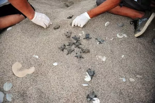 ANTALYA CARETTA CARETTALARIN YUVADAN ÇIKIŞ SÜRESİ, İKLİM DEĞİŞİKLİĞİ NEDENİYLE 47 GÜNE DÜŞTÜ ANTALYA CARETTA CARETTALARIN YUVADAN ÇIKIŞ SÜRESİ, İKLİM DEĞİŞİKLİĞİ NEDENİYLE 47 GÜNE DÜŞTÜ