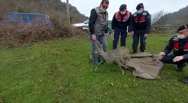 Çaya düşen karacayı jandarma ekipleri kurtardı Çaya düşen karacayı jandarma ekipleri kurtardı