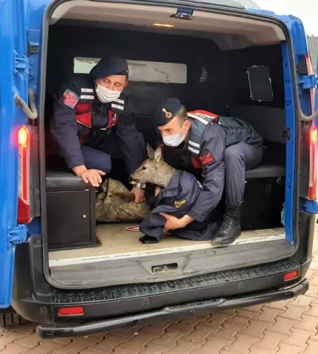 Çaya düşen karacayı jandarma ekipleri kurtardı Çaya düşen karacayı jandarma ekipleri kurtardı