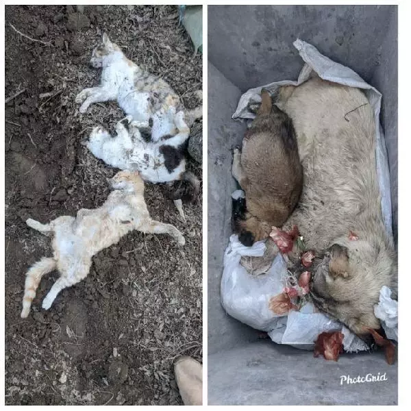 Çorum'da 4 kedi ve 2 köpek zehirlendi Çorum'da 4 kedi ve 2 köpek zehirlendi