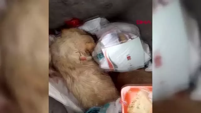 Çorum'da 4 kedi ve 2 köpek zehirlendi Çorum'da 4 kedi ve 2 köpek zehirlendi