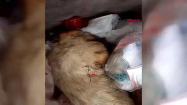Çorum'da 4 kedi ve 2 köpek zehirlendi Çorum'da 4 kedi ve 2 köpek zehirlendi