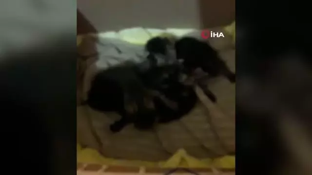 Çuvala konulan yavru kediler ölmekten son anda kurtarıldı Çuvala konulan yavru kediler ölmekten son anda kurtarıldı