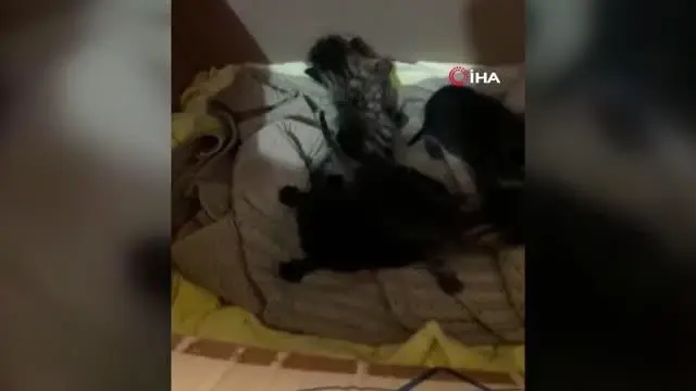Çuvala konulan yavru kediler ölmekten son anda kurtarıldı Çuvala konulan yavru kediler ölmekten son anda kurtarıldı