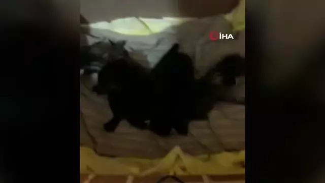 Çuvala konulan yavru kediler ölmekten son anda kurtarıldı Çuvala konulan yavru kediler ölmekten son anda kurtarıldı