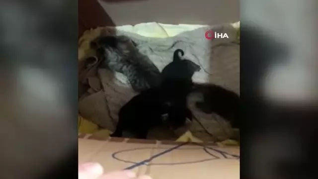 Çuvala konulan yavru kediler ölmekten son anda kurtarıldı Çuvala konulan yavru kediler ölmekten son anda kurtarıldı