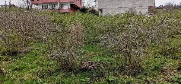 ORDU FINDIKTA ZİRAİ DON; YÜZDE 90'A VARAN KAYIP VAR ORDU FINDIKTA ZİRAİ DON; YÜZDE 90'A VARAN KAYIP VAR