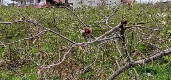 ORDU FINDIKTA ZİRAİ DON; YÜZDE 90'A VARAN KAYIP VAR ORDU FINDIKTA ZİRAİ DON; YÜZDE 90'A VARAN KAYIP VAR