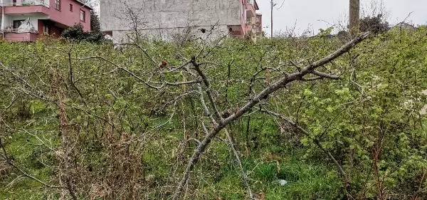 ORDU FINDIKTA ZİRAİ DON; YÜZDE 90'A VARAN KAYIP VAR ORDU FINDIKTA ZİRAİ DON; YÜZDE 90'A VARAN KAYIP VAR