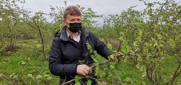 ORDU FINDIKTA ZİRAİ DON; YÜZDE 90'A VARAN KAYIP VAR ORDU FINDIKTA ZİRAİ DON; YÜZDE 90'A VARAN KAYIP VAR