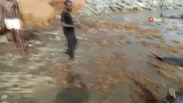 - Gana'da en az 80 yunus kıyıya vurdu - Gana'da en az 80 yunus kıyıya vurdu