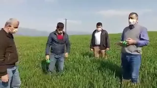 GAZİANTEP - Süne zararlısına karşı biyolojik mücadele yapılıyor GAZİANTEP - Süne zararlısına karşı biyolojik mücadele yapılıyor