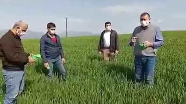 GAZİANTEP - Süne zararlısına karşı biyolojik mücadele yapılıyor GAZİANTEP - Süne zararlısına karşı biyolojik mücadele yapılıyor