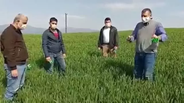 GAZİANTEP - Süne zararlısına karşı biyolojik mücadele yapılıyor GAZİANTEP - Süne zararlısına karşı biyolojik mücadele yapılıyor