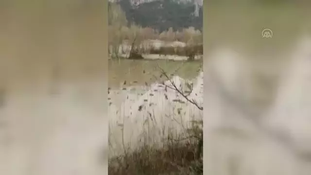 Göksu Nehri'nin taşması sonucu tarım arazileri su altında kaldı Göksu Nehri'nin taşması sonucu tarım arazileri su altında kaldı