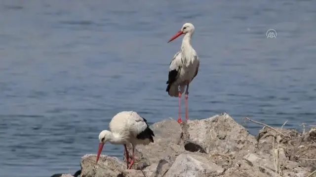 Güney yarımküreden gelen kuşlar 'Doğu'nun Çukurovası'nın sulak alanlarında konaklamaya başladı Güney yarımküreden gelen kuşlar 'Doğu'nun Çukurovası'nın sulak alanlarında konaklamaya başladı