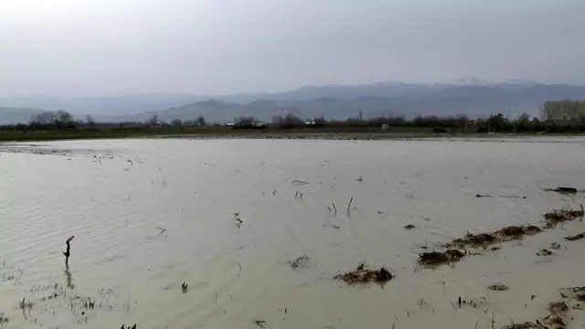 Hayvan çiftliği sular altında kaldı, kuzular kepçeyle kurtarıldı Hayvan çiftliği sular altında kaldı, kuzular kepçeyle kurtarıldı