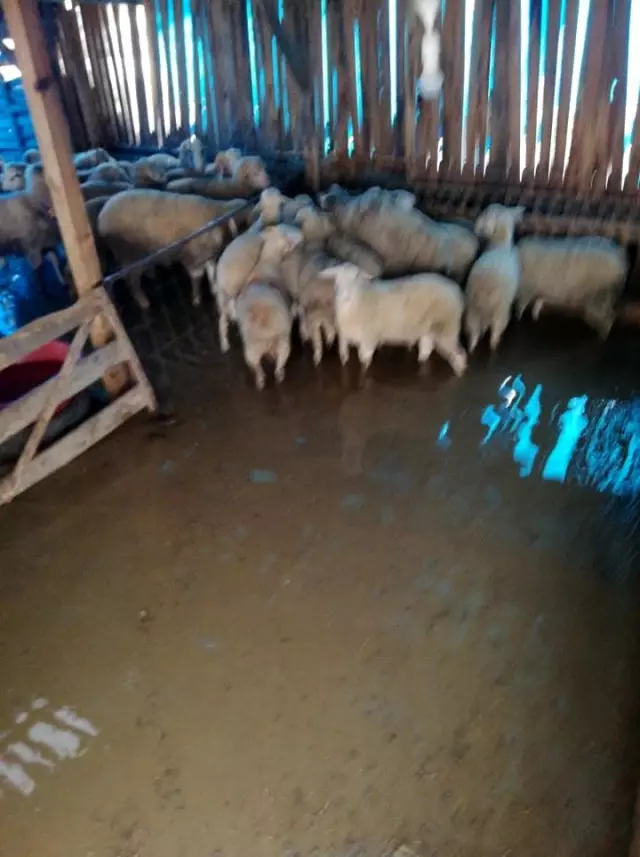 Hayvan çiftliği sular altında kaldı, kuzular kepçeyle kurtarıldı Hayvan çiftliği sular altında kaldı, kuzular kepçeyle kurtarıldı