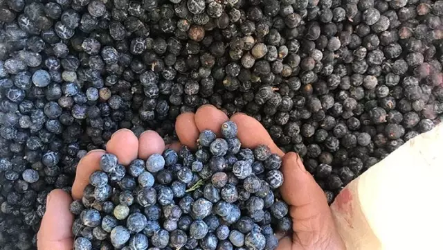 Her derde deva! Torosların zirvesinden toplayıp yağının 10 gramını 20 TL'den satıyorlar Her derde deva! Torosların zirvesinden toplayıp yağının 10 gramını 20 TL'den satıyorlar