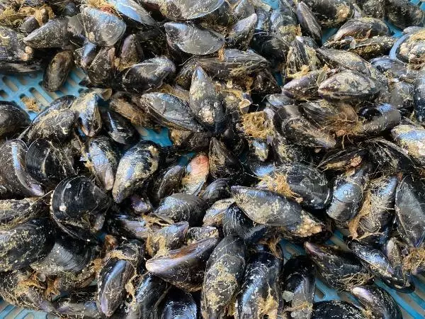 Hibe desteğiyle midye üretim tesisi kurdu Hibe desteğiyle midye üretim tesisi kurdu