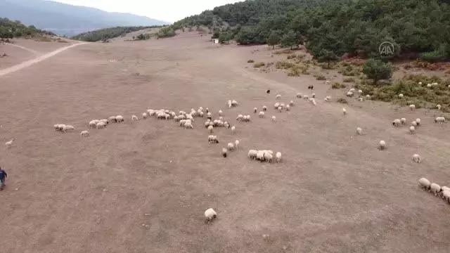 Küçükbaş hayvancılıkta Türkiye'ye örnek olan projede dağıtılan koyun sayısı 45 bine ulaştı Küçükbaş hayvancılıkta Türkiye'ye örnek olan projede dağıtılan koyun sayısı 45 bine ulaştı