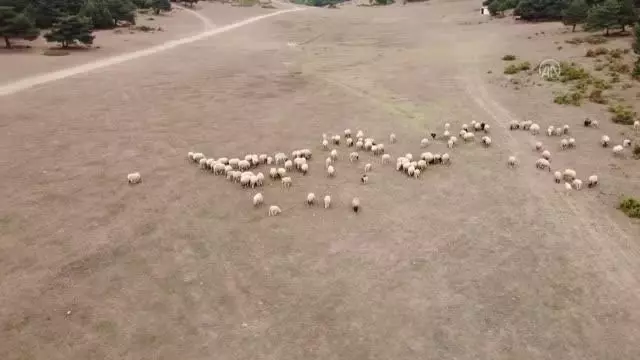 Küçükbaş hayvancılıkta Türkiye'ye örnek olan projede dağıtılan koyun sayısı 45 bine ulaştı Küçükbaş hayvancılıkta Türkiye'ye örnek olan projede dağıtılan koyun sayısı 45 bine ulaştı