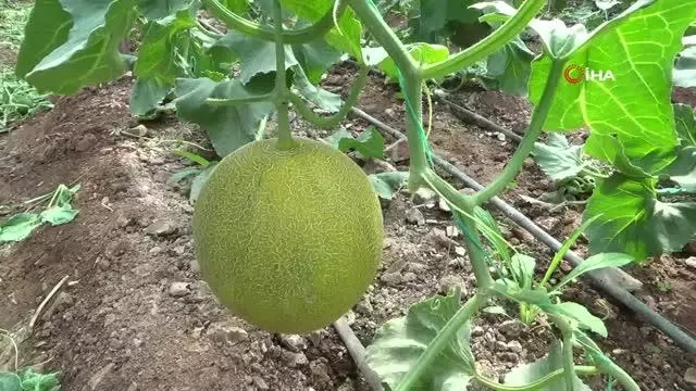 Ocak ayında ekilen kavunların hasadı başladı Ocak ayında ekilen kavunların hasadı başladı