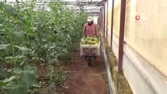Ocak ayında ekilen kavunların hasadı başladı Ocak ayında ekilen kavunların hasadı başladı