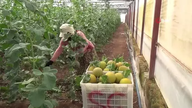 Ocak ayında ekilen kavunların hasadı başladı Ocak ayında ekilen kavunların hasadı başladı