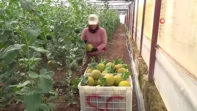 Ocak ayında ekilen kavunların hasadı başladı Ocak ayında ekilen kavunların hasadı başladı