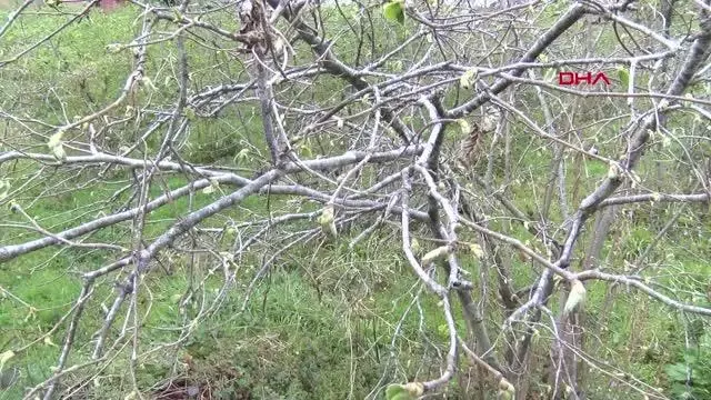 ORDU FINDIKTA ZİRAİ DON; YÜZDE 90'A VARAN KAYIP VAR ORDU FINDIKTA ZİRAİ DON; YÜZDE 90'A VARAN KAYIP VAR