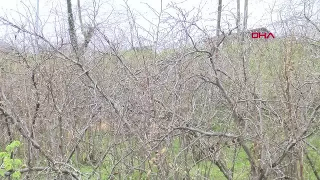 ORDU FINDIKTA ZİRAİ DON; YÜZDE 90'A VARAN KAYIP VAR ORDU FINDIKTA ZİRAİ DON; YÜZDE 90'A VARAN KAYIP VAR