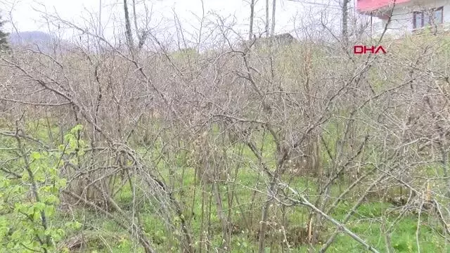 ORDU FINDIKTA ZİRAİ DON; YÜZDE 90'A VARAN KAYIP VAR ORDU FINDIKTA ZİRAİ DON; YÜZDE 90'A VARAN KAYIP VAR