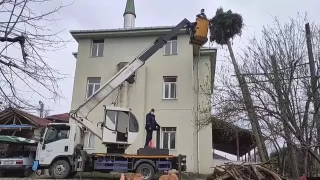Ot basan leylek yuvasını belediye ekipleri temizledi Ot basan leylek yuvasını belediye ekipleri temizledi