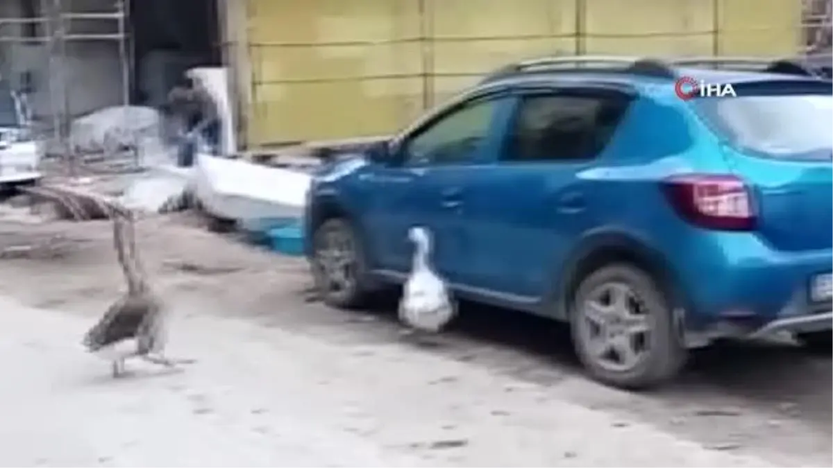 Otomobilin kapısını açmaya çalışan kazlar tebessüm ettirdi