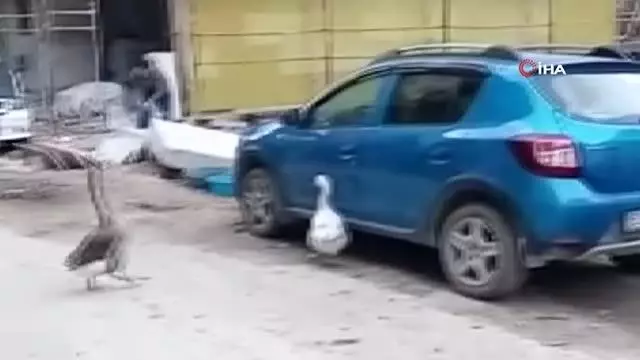 Otomobilin kapısını açmaya çalışan kazlar tebessüm ettirdi Otomobilin kapısını açmaya çalışan kazlar tebessüm ettirdi