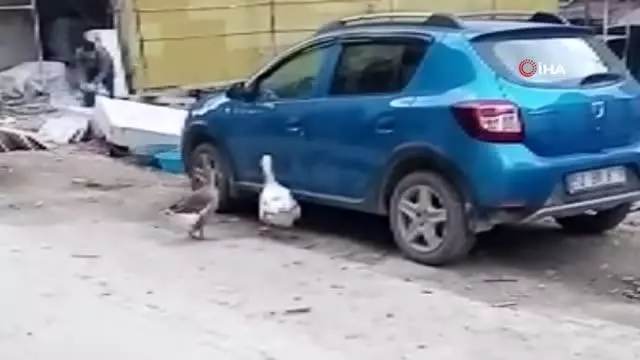 Otomobilin kapısını açmaya çalışan kazlar tebessüm ettirdi Otomobilin kapısını açmaya çalışan kazlar tebessüm ettirdi