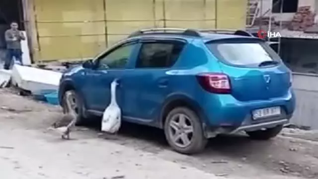 Otomobilin kapısını açmaya çalışan kazlar tebessüm ettirdi Otomobilin kapısını açmaya çalışan kazlar tebessüm ettirdi