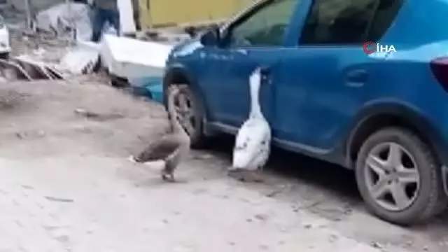 Otomobilin kapısını açmaya çalışan kazlar tebessüm ettirdi Otomobilin kapısını açmaya çalışan kazlar tebessüm ettirdi