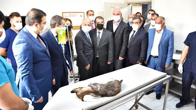 Son dakika... Şanlıurfa'da tam teşekküllü hayvan hastanesi açıldı Son dakika... Şanlıurfa'da tam teşekküllü hayvan hastanesi açıldı