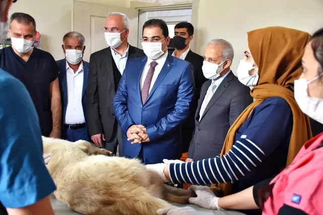 Son dakika... Şanlıurfa'da tam teşekküllü hayvan hastanesi açıldı Son dakika... Şanlıurfa'da tam teşekküllü hayvan hastanesi açıldı