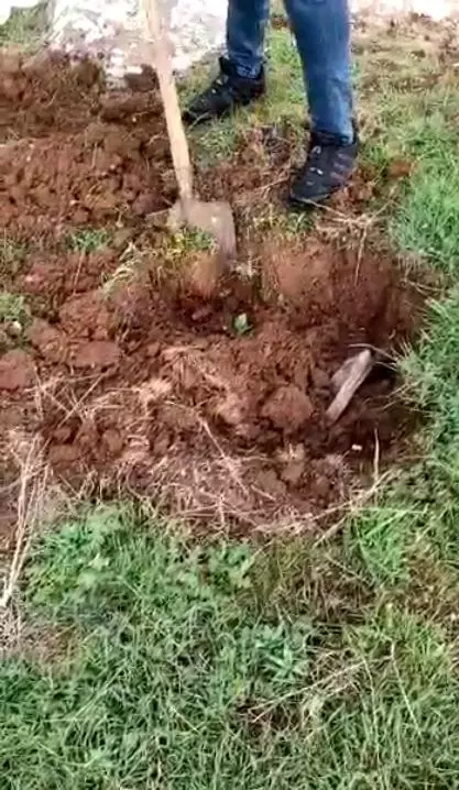 Şanlıurfa'da toprağa gömülü ve ahırda uzun namlulu silahlar ele geçirildi Şanlıurfa'da toprağa gömülü ve ahırda uzun namlulu silahlar ele geçirildi