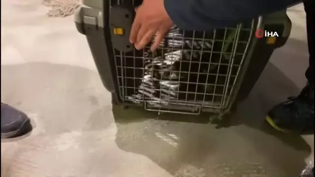Şehrin göbeğinde beslenen timsaha el konuldu Şehrin göbeğinde beslenen timsaha el konuldu