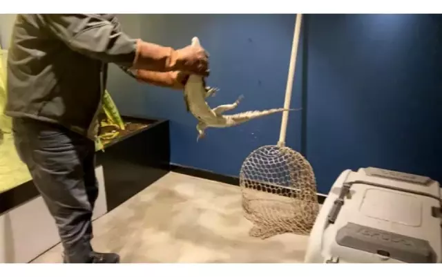 Şehrin göbeğinde beslenen timsaha el konuldu Şehrin göbeğinde beslenen timsaha el konuldu