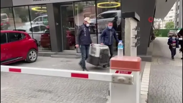 Şehrin göbeğinde beslenen timsaha el konuldu Şehrin göbeğinde beslenen timsaha el konuldu