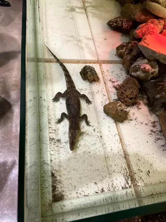Şehrin göbeğinde beslenen timsaha el konuldu Şehrin göbeğinde beslenen timsaha el konuldu