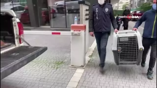 Şehrin göbeğinde beslenen timsaha el konuldu Şehrin göbeğinde beslenen timsaha el konuldu
