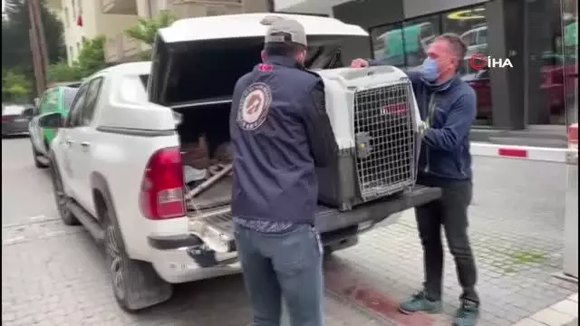 Şehrin göbeğinde beslenen timsaha el konuldu Şehrin göbeğinde beslenen timsaha el konuldu